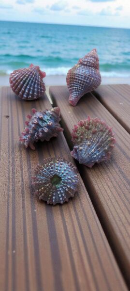 SOO SOAP DENİZ KABUKLARI MOR HOLOGRAMLI 5 Lİ SABUN SETİ HEDİYELİK DEKORATİF EL YAPIMI